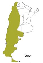 guanacos en argentina